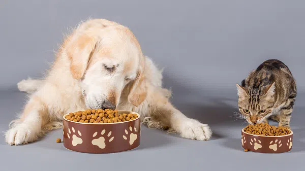 Top 5 Pet Food Companies In The World 2022