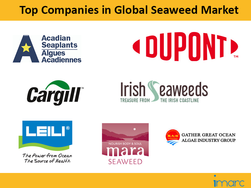 Top Seaweed Companies Worldwide | IMARC 